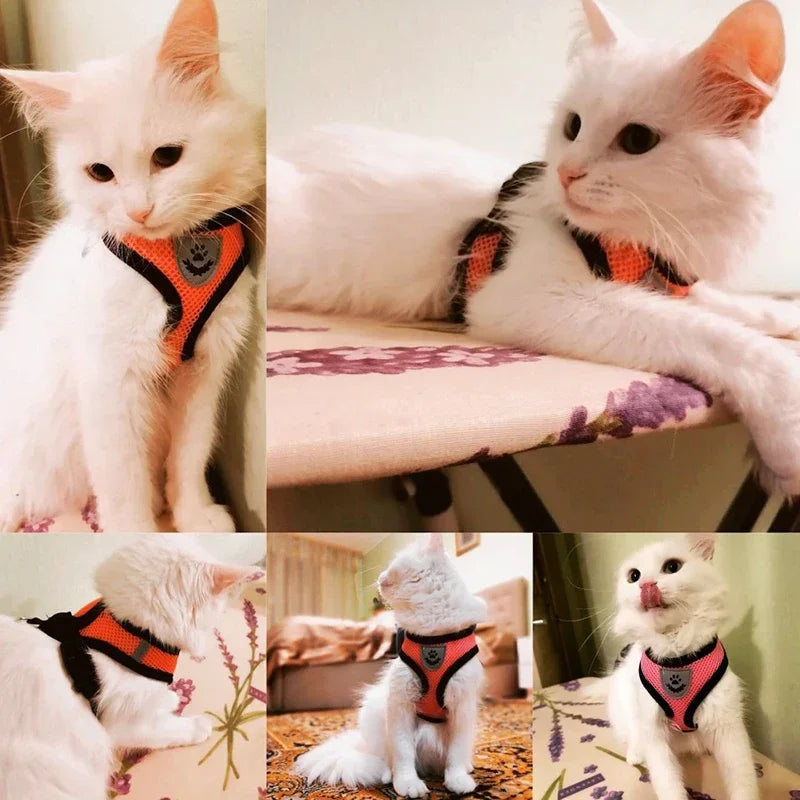 Coleira Peitoral Ajustável para Gatos — Conforto, Segurança e Estilo em Cada Passeio!