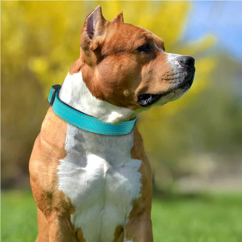 Coleira Reflexiva Premium para Cães – Segurança, Conforto e Estilo em Cada Passeio!